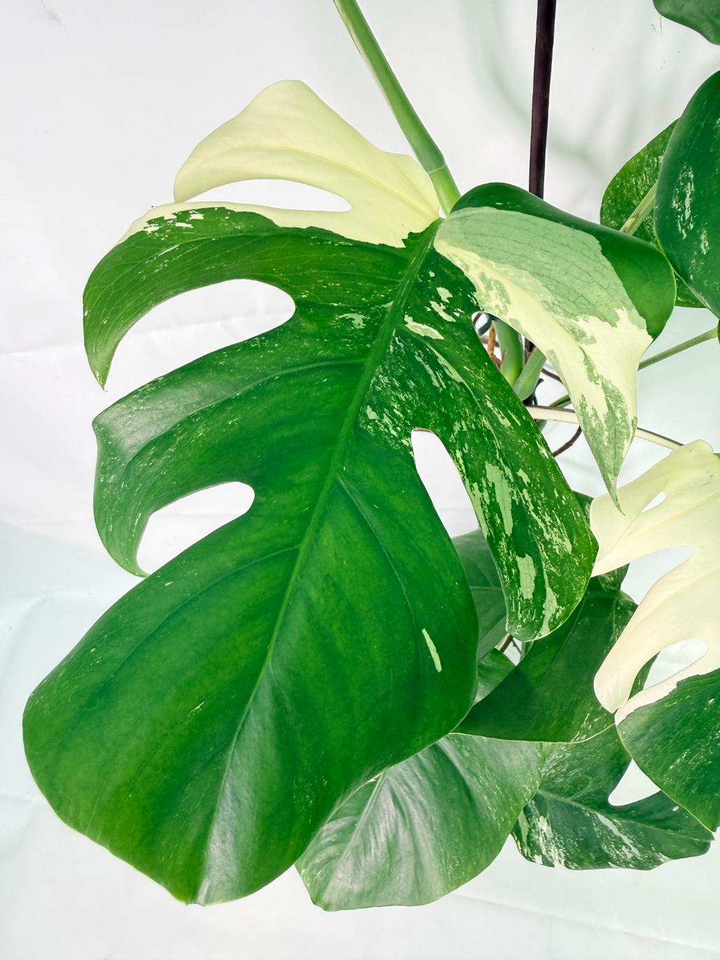 Monstera Albo Variegata XXL