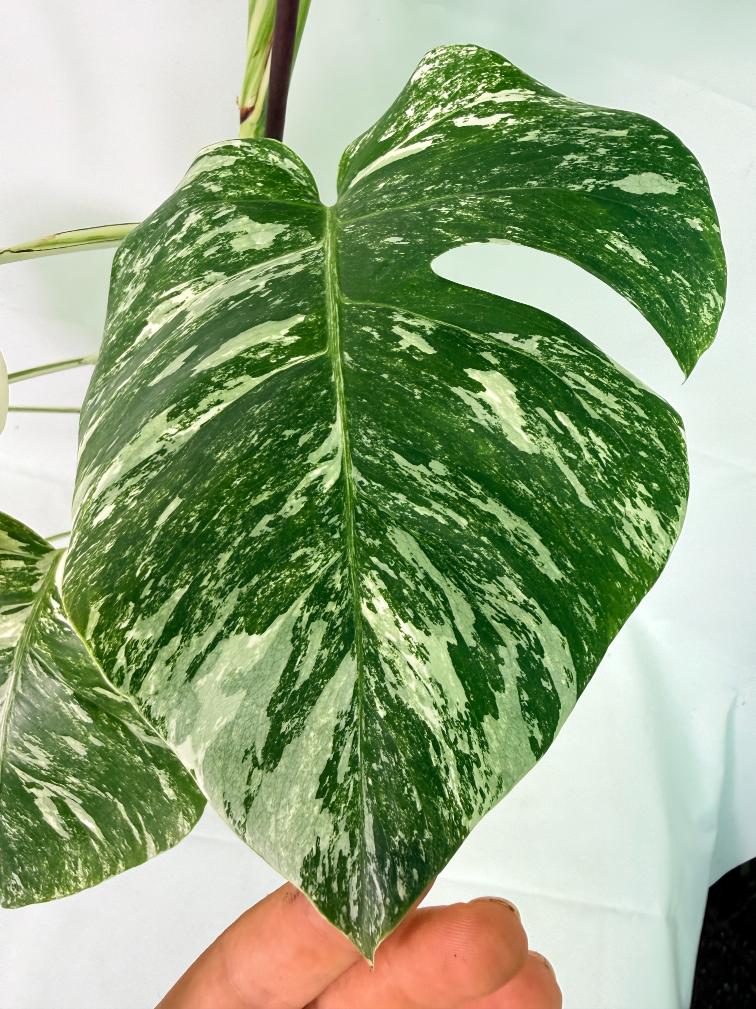 Monstera Albo Variegata XXL