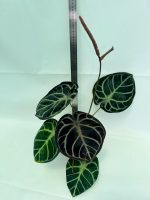 Anthurium Red Crystallinum x Silver Blush - Image 8