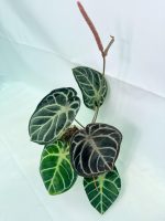 Anthurium Red Crystallinum x Silver Blush - Image 7