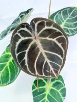 Anthurium Red Crystallinum x Silver Blush - Image 2