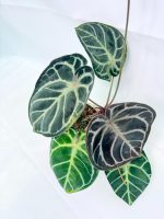 Anthurium Red Crystallinum x Silver Blush - Image 6