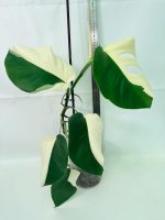 Monstera Albo Variegata Half Moon - Image 2