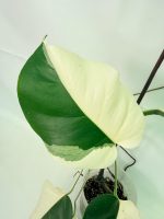 Monstera Albo Variegata Half Moon - Image 5
