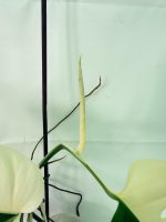 Monstera Albo Variegata Half Moon - Image 6