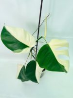 Monstera Albo Variegata Half Moon - Image 8