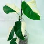 Monstera Albo Variegata Half Moon