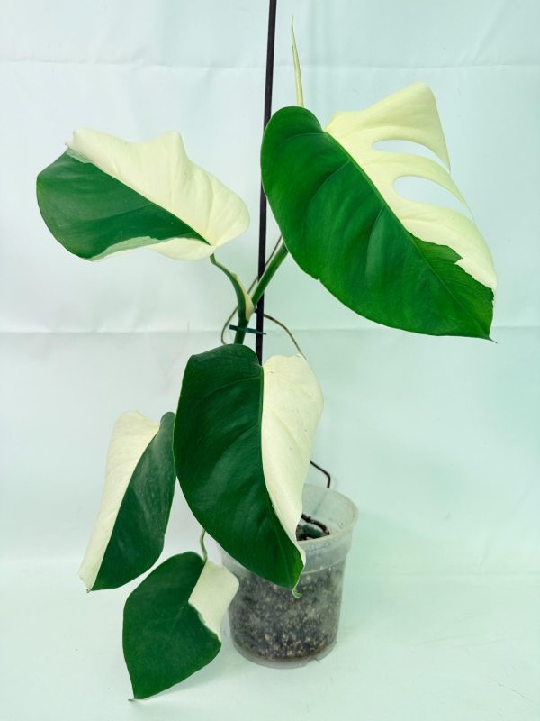 Variegated Monstera