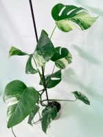 Monstera Albo Variegata XL - Image 8