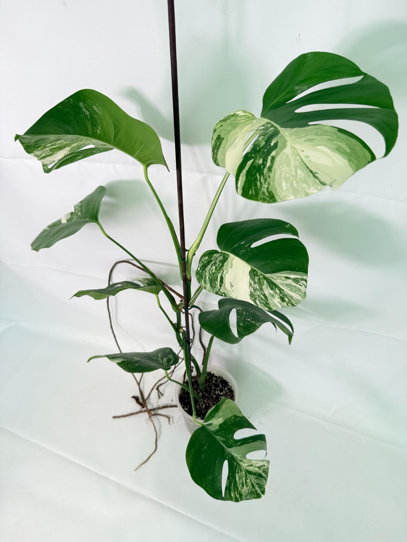 Monstera_Albo_Variegata_XL_26.06.18_4_4854f3d9-888e-4724-af19-7ab4c6e58872.jpg Monstera Albo Variegata XL - Image 1