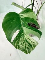 Monstera Albo Variegata XL - Image 2