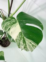 Monstera Albo Variegata XL - Image 4