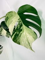 Monstera Albo Variegata XL - Image 5