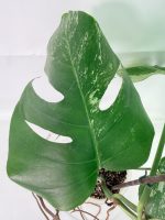 Monstera Albo Variegata XL - Image 6