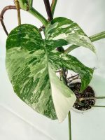 Monstera Albo Variegata XXL — Specimen A - Image 8