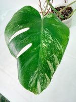 Monstera Albo Variegata XXL — Specimen A - Image 9