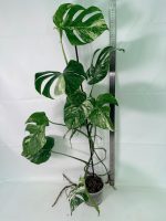 Monstera Albo Variegata XXL — Specimen A - Image 7
