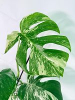 Monstera Albo Variegata XXL — Specimen A - Image 3