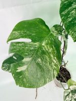 Monstera Albo Variegata XXL — Specimen A - Image 4