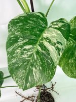 Monstera Albo Variegata XXL — Specimen A - Image 5