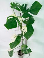 Monstera Albo Variegata XXL — Specimen B - Image 2