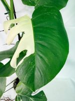 Monstera Albo Variegata XXL — Specimen B - Image 4
