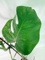 Monstera Albo Variegata XXL — Specimen B - Image 7