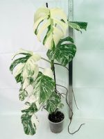 Monstera Albo Variegata XXL — Specimen C - Image 2