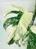 Monstera Albo Variegata XXL — Specimen C - Image 5