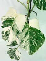 Monstera Albo Variegata XXL — Specimen C - Image 6