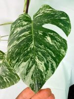 Monstera Albo Variegata XXL — Specimen C - Image 8