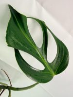 Monstera Burle Marx Flame XL - Image 6