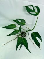 Monstera Burle Marx Flame XL - Image 7
