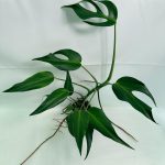Monstera Burle Marx Flame XL
