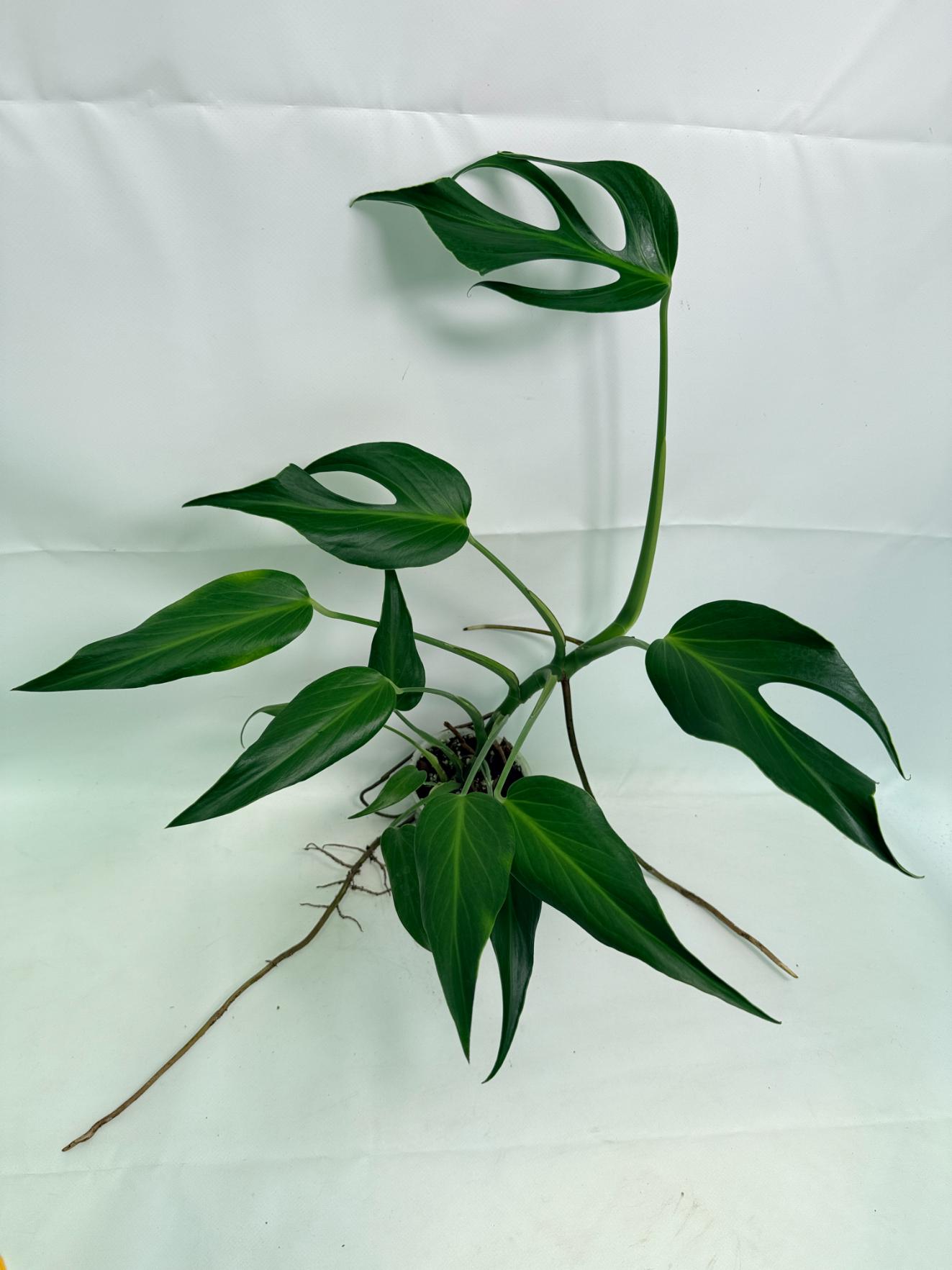Monstera_Burle_Marx_Flame_XL_26.06.17.22_3.jpg Monstera Burle Marx Flame XL - Image 1