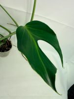Monstera Burle Marx Flame XL - Image 3