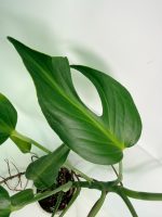 Monstera Burle Marx Flame XL - Image 4