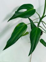 Monstera Burle Marx Flame XL - Image 5