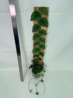 Monstera Dubia - Image 3