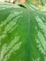 Monstera Dubia - Image 9