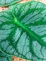 Monstera Dubia - Image 4