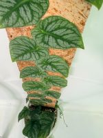Monstera Dubia - Image 12