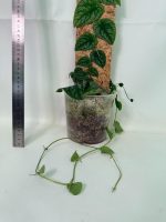 Monstera Dubia - Image 6