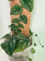 Monstera Dubia - Image 8