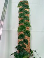 Monstera Dubia - Image 10