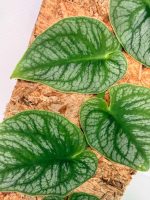 Monstera Dubia - Image 2