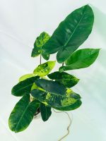 Philodendron Burle Marx Variegata — Specimen A - Image 8