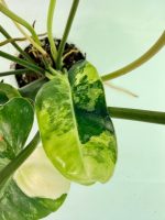 Philodendron Burle Marx Variegata — Specimen A - Image 9