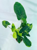Philodendron Burle Marx Variegata — Specimen A - Image 10
