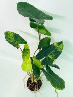 Philodendron Burle Marx Variegata — Specimen A
